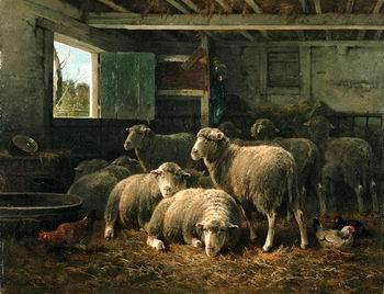  Sheep 098